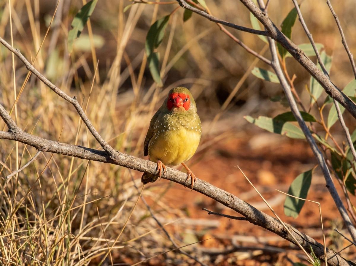 star finch