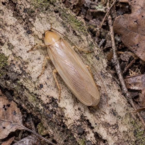 smooth cockroach