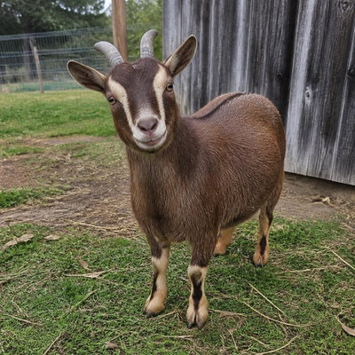 Staging Direct Card Goat profile picture