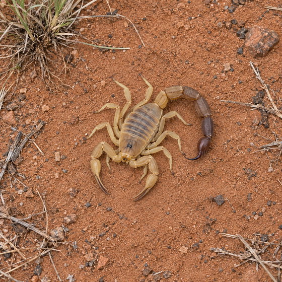 Kalahari thick tail scorpion