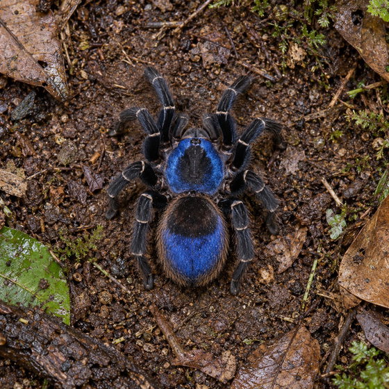 Indian blue dwarf tarantula