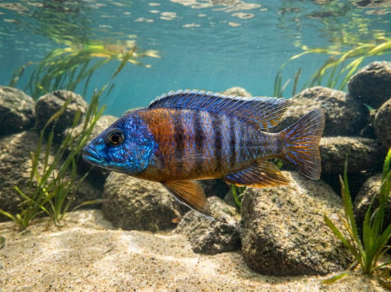 peacock cichlid