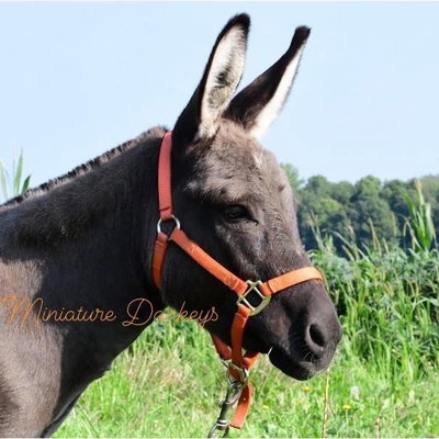 Sweet Pea profile picture
