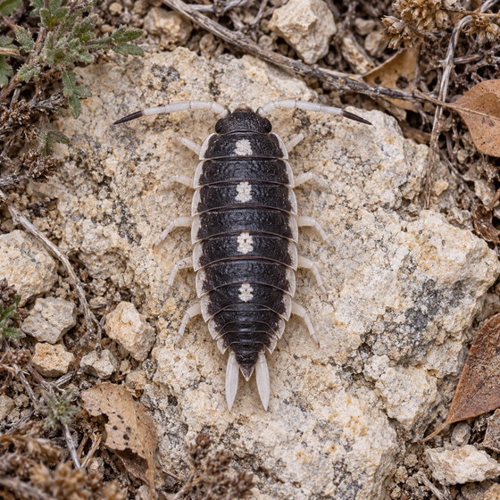 Porcellio succinctus