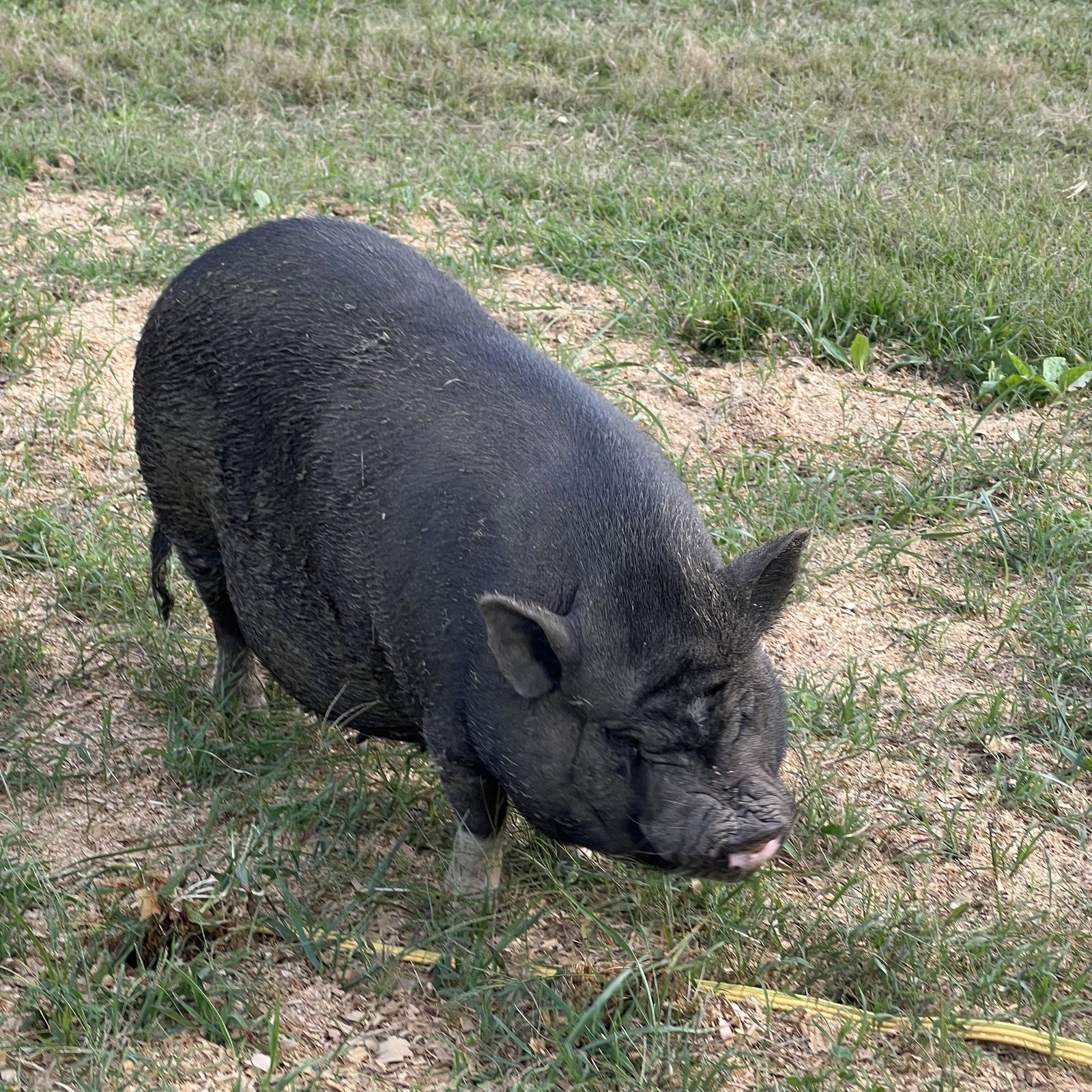 Hog