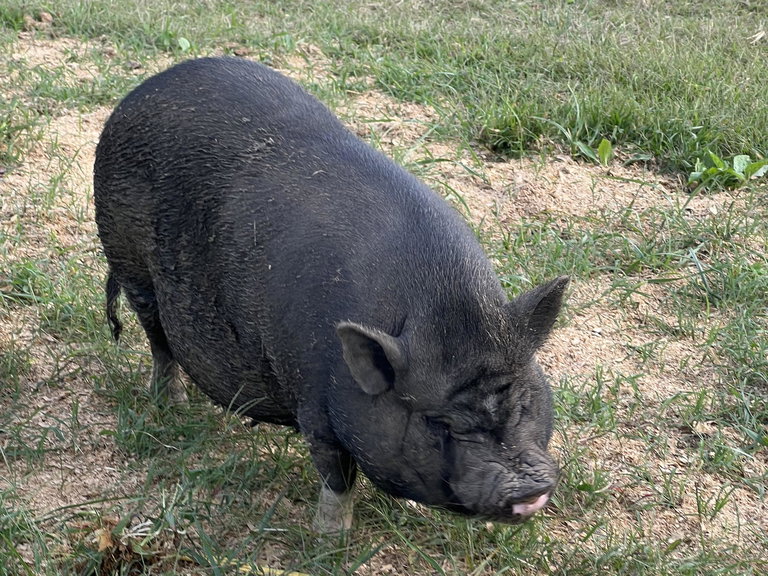 Hog
