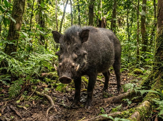 Visayan warty pig