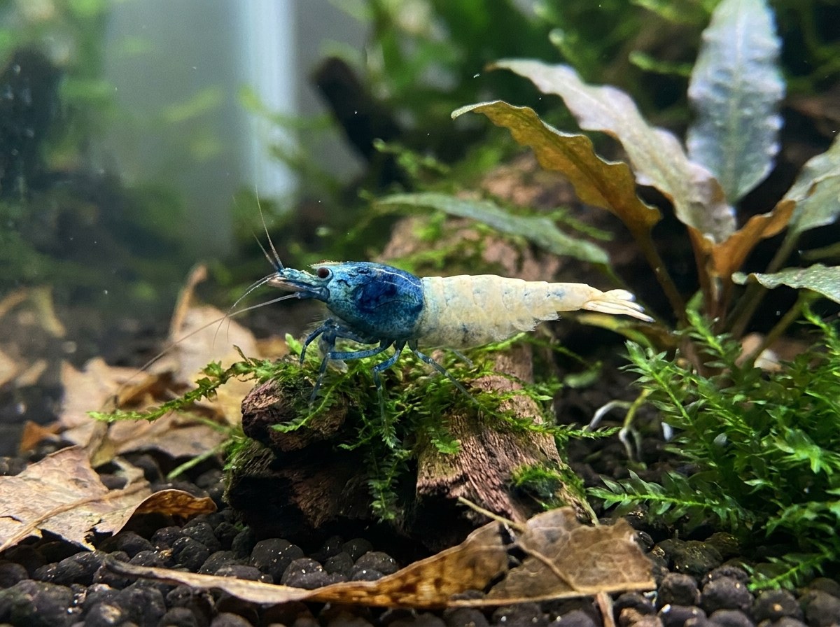 Blue Bolt