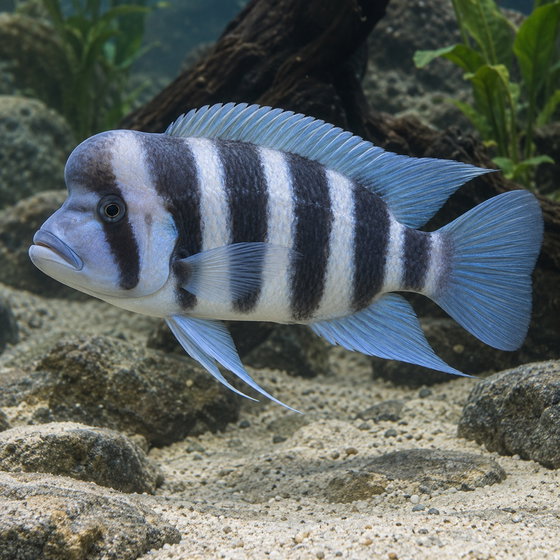 frontosa