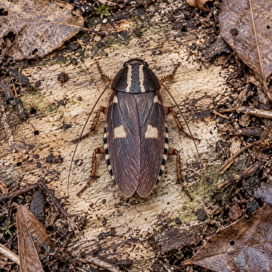 lyrate assassin mimic