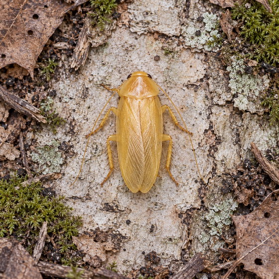 small yellow cockroach