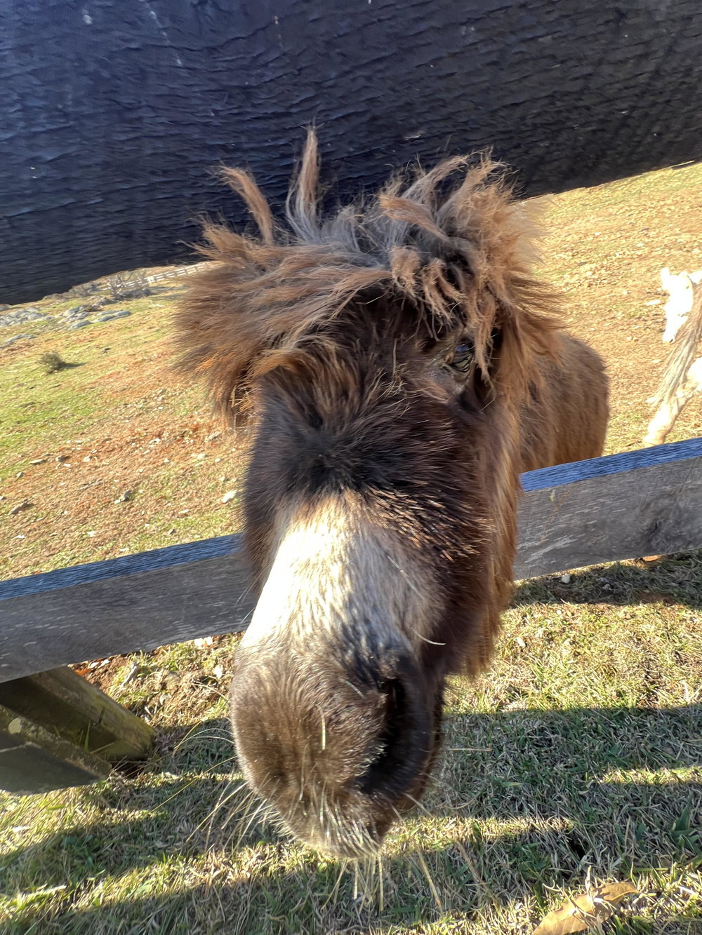Donkey boarding service 7, photo 3