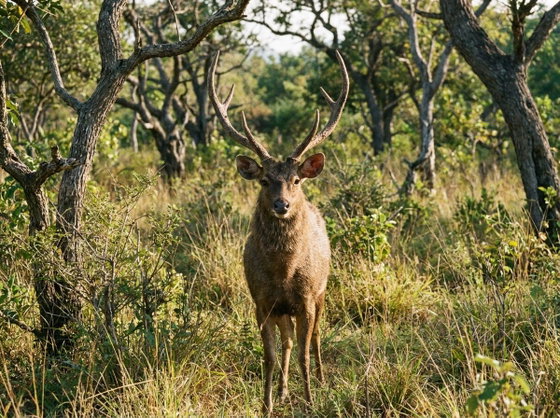 rusa deer