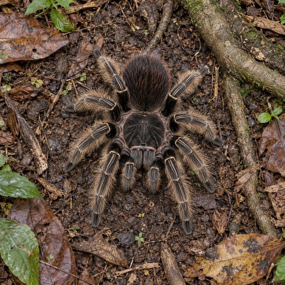 Bahia scarlet tarantula
