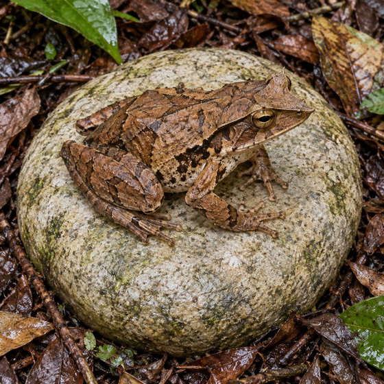 Solomon Island eyelash frog
