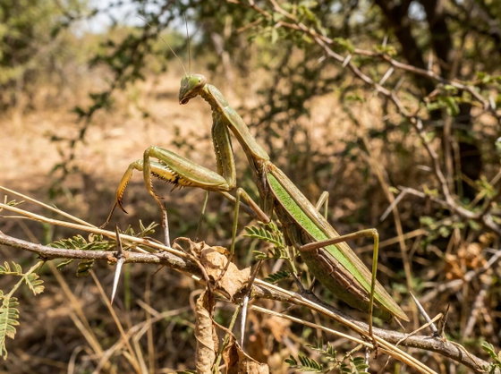 African mantis