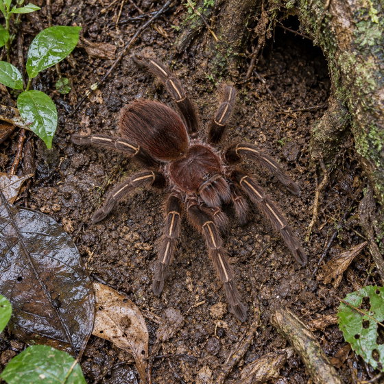 red skeleton tarantula