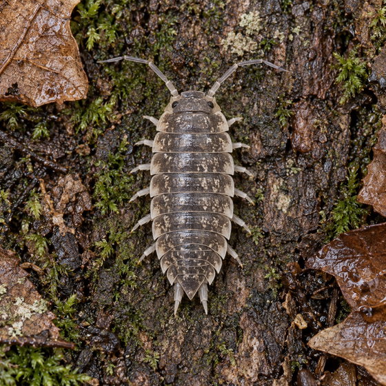 common shiny woodlouse