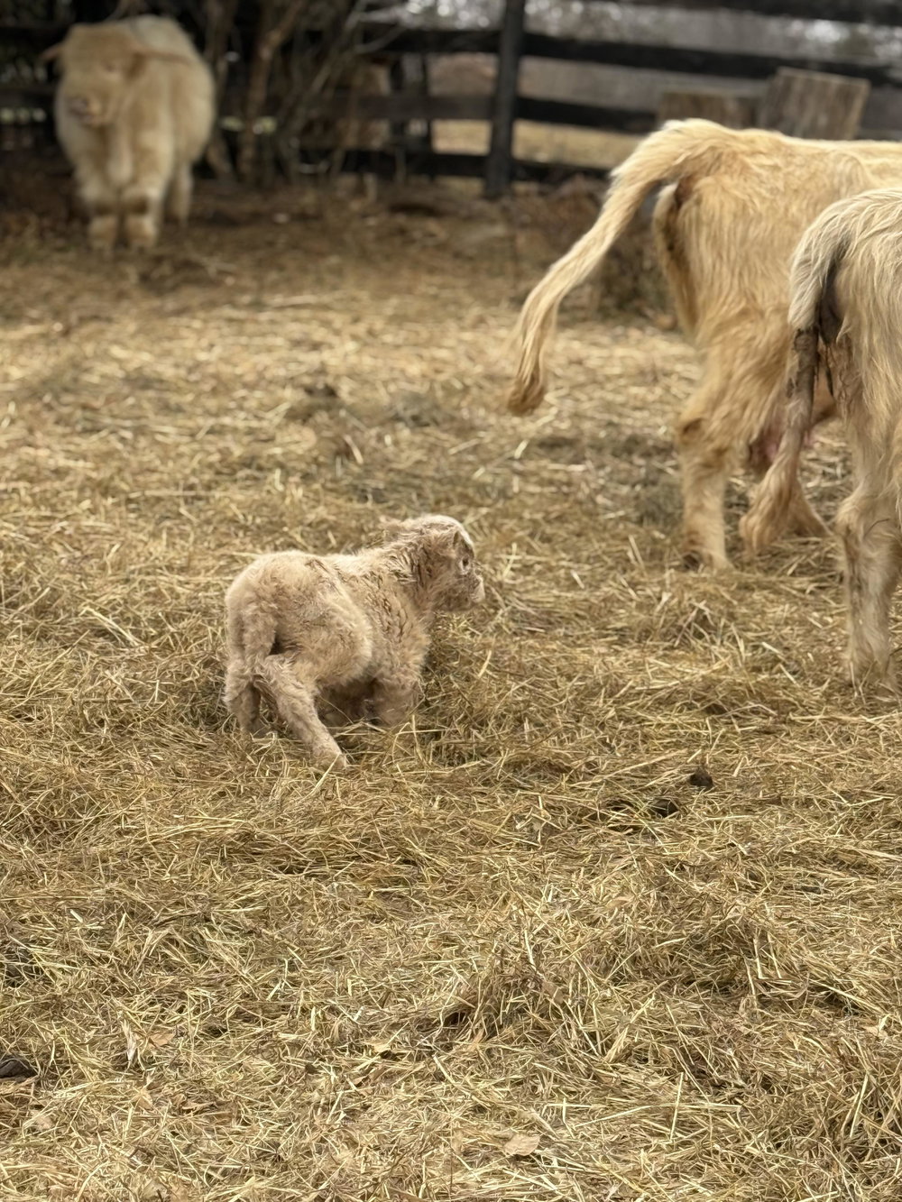 Cattle Boarding, photo 3