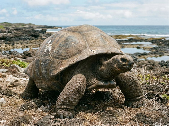 Aldabra giant tortoise