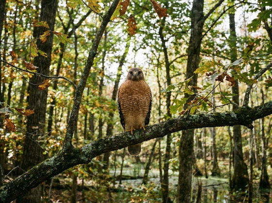 red-shouldered hawk