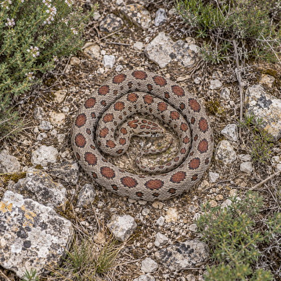 leopard snake