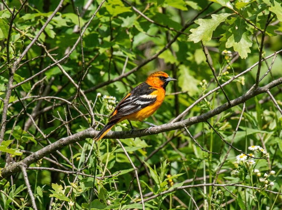 Baltimore oriole