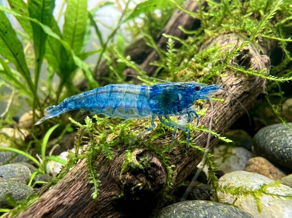 Blue Rili