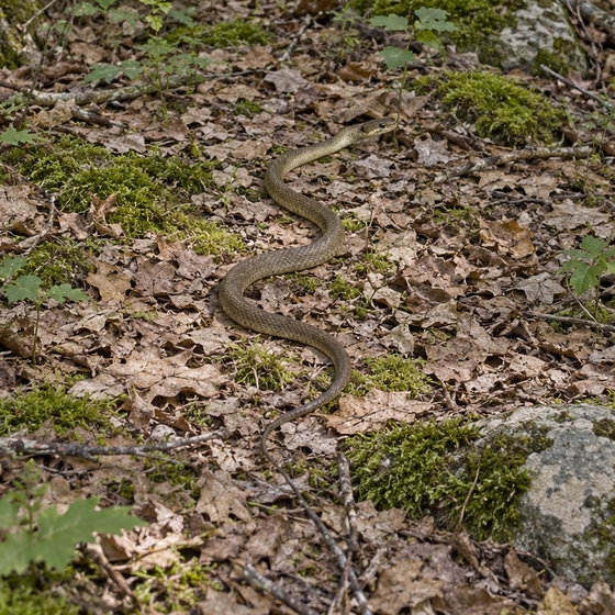 Aesculapean snake