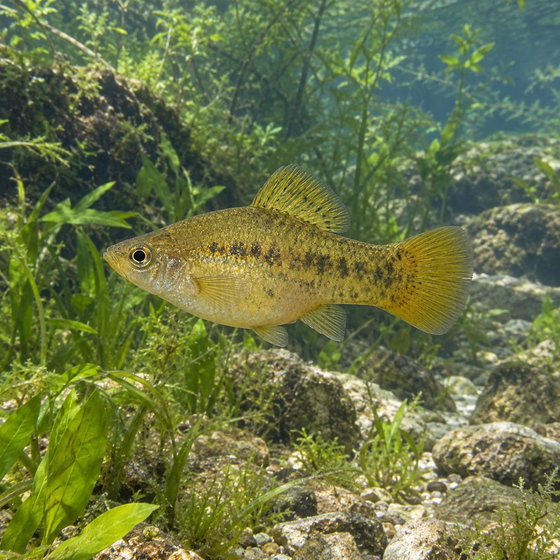variable platyfish