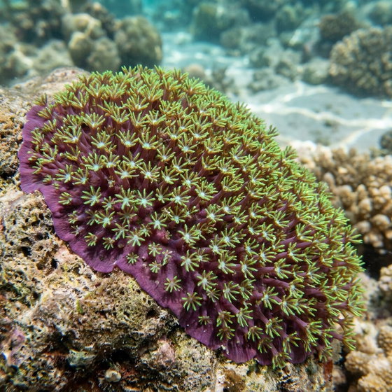 green star polyp