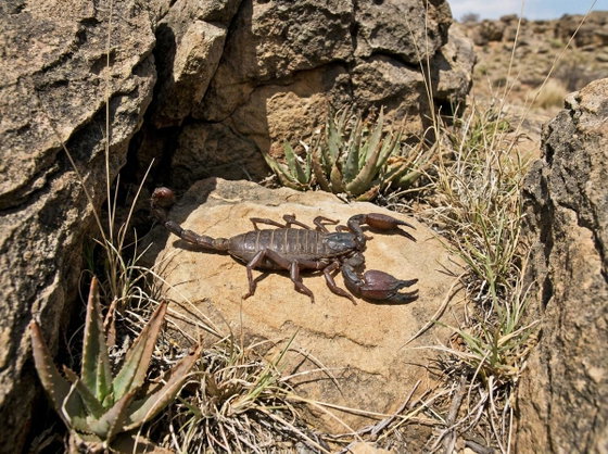 giant flat rock scorpion