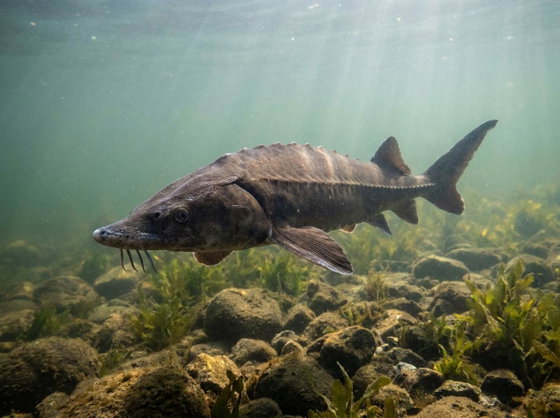 Siberian sturgeon