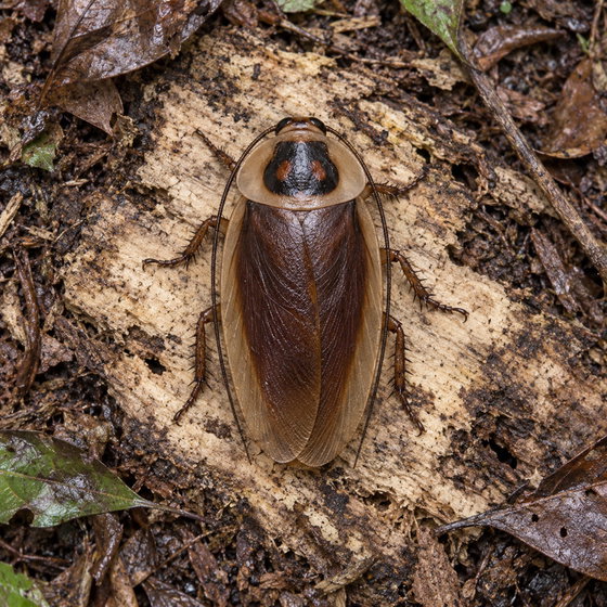 Bolivian roach