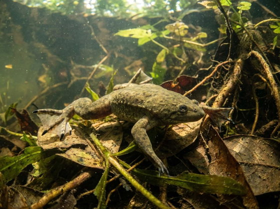 western clawed frog