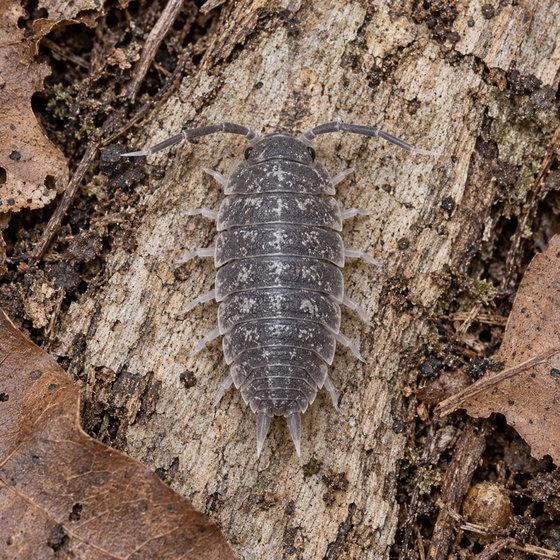 Porcellio flavocinctus