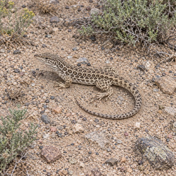 longnose leopard lizard