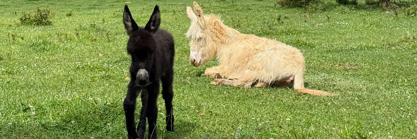 Nieve profile cover image