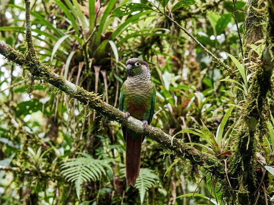 green-cheeked conure