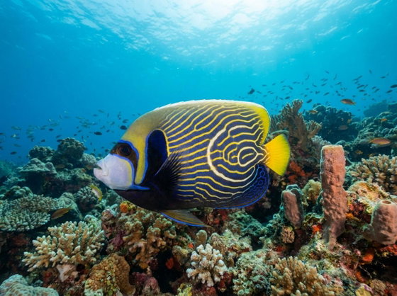 emperor angelfish