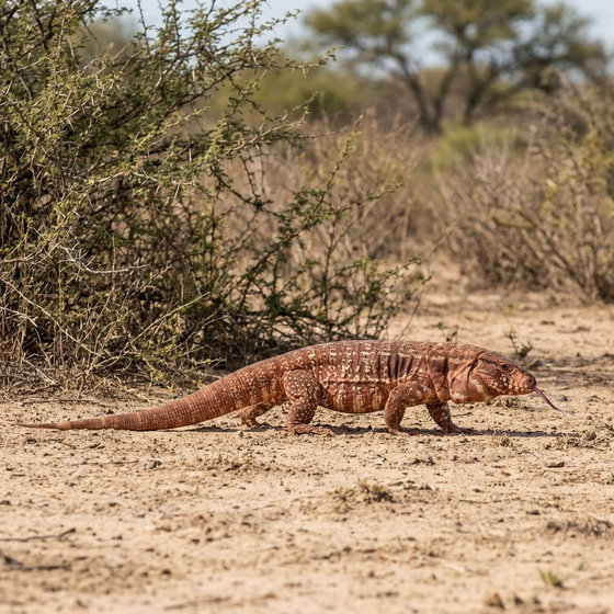 red tegu