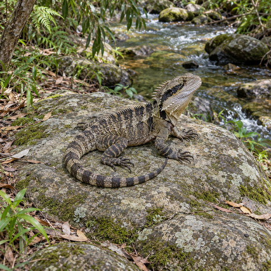Australian water dragon