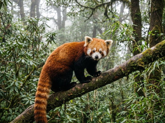 red panda