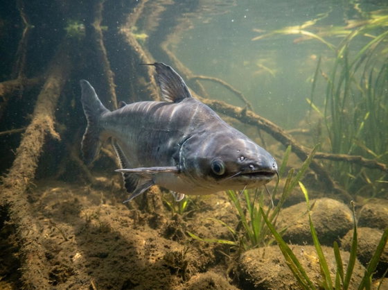 pangasius
