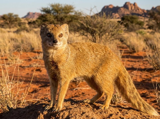 yellow mongoose