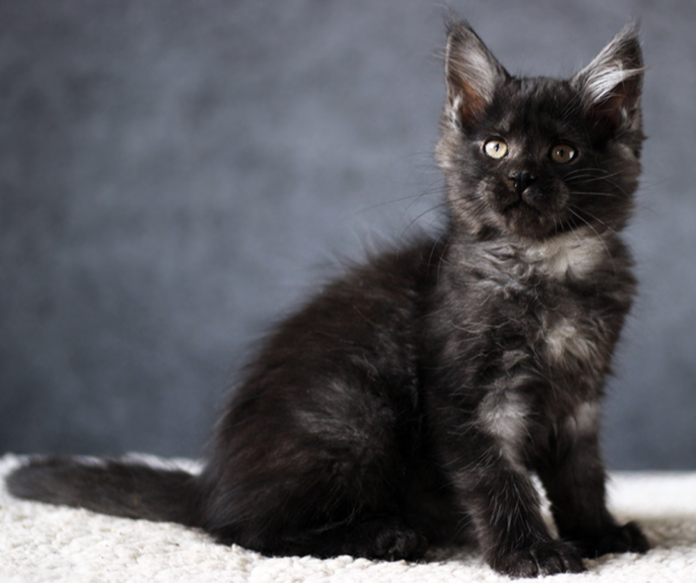 Blue Cat, photo 4