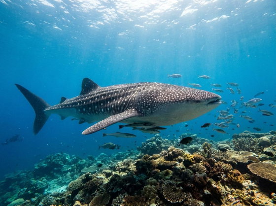 whale shark