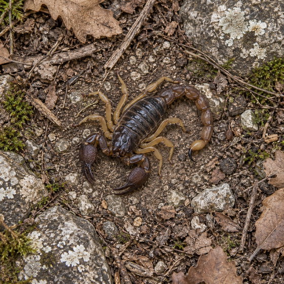 Euscorpius italicus