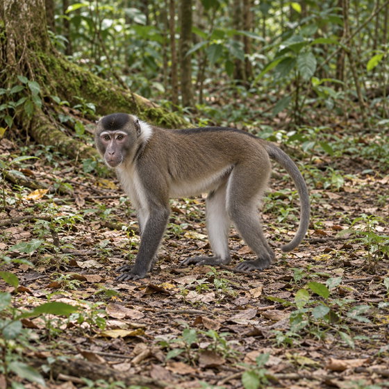 white-naped mangabey