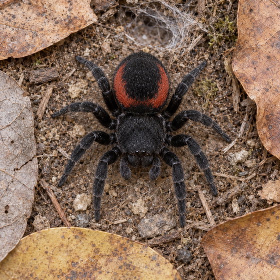 Eresus walckenaeri